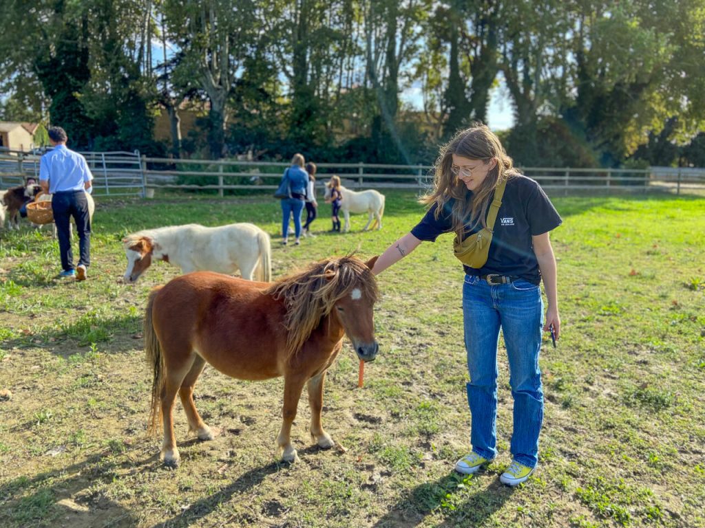 Visite d'un élevage de chevaux miniatures américains