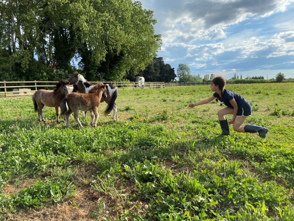 Découverte des chevaux au près
