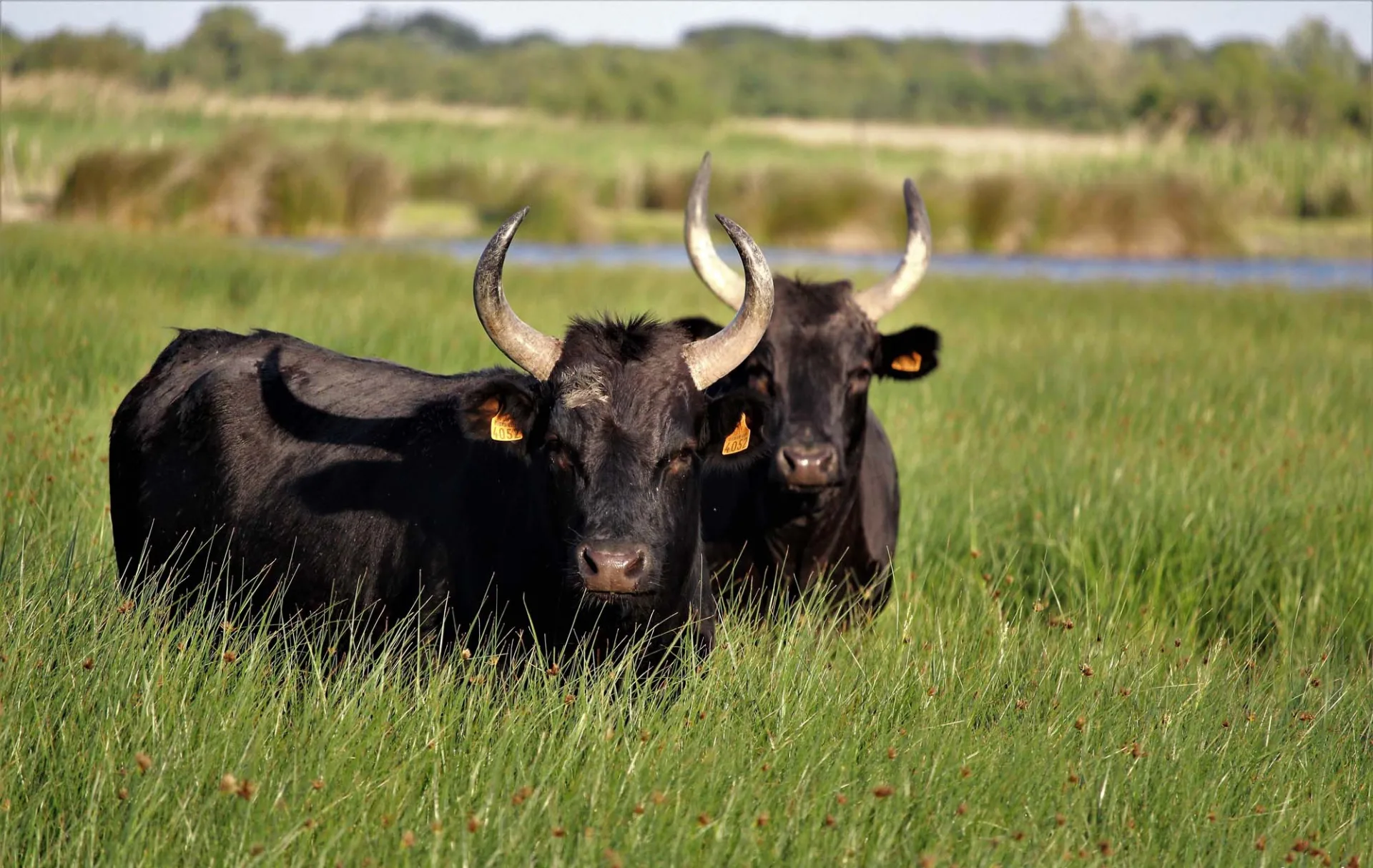 Deux taureaux en camargue