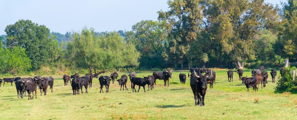taureau de camargue 