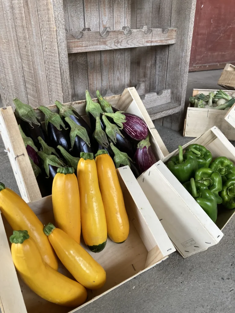 aubergines et courgettes en Terre d'Argence