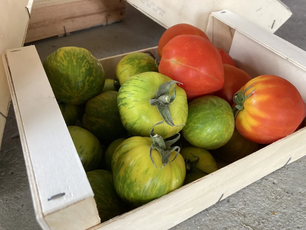 jolies tomates colorées