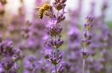 Une abeille et une fleur de la lavande dans un champ du Mas en Provence à Bellegarde