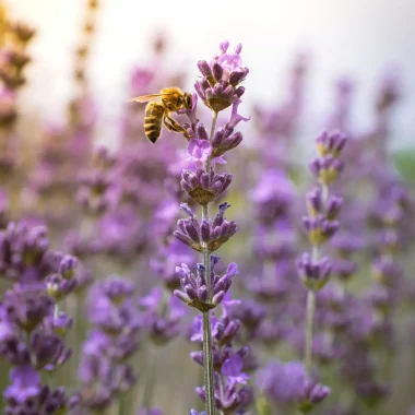Une abeille et une fleur de la lavande dans un champ du Mas en Provence à Bellegarde