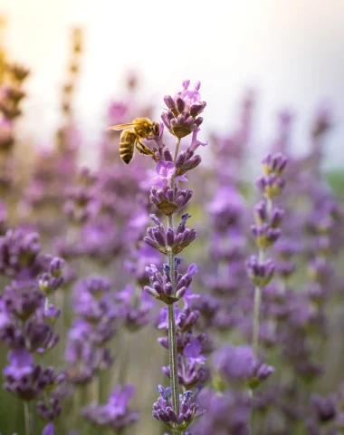 Une abeille et une fleur de la lavande dans un champ du Mas en Provence à Bellegarde