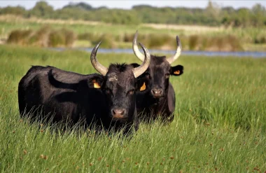 Two bulls in the Camargue
