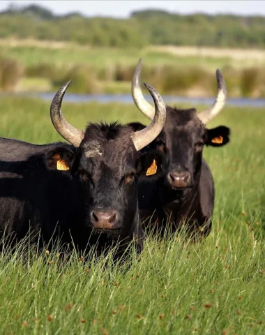Deux taureaux en camargue