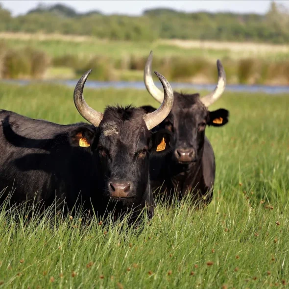 Deux taureaux en camargue