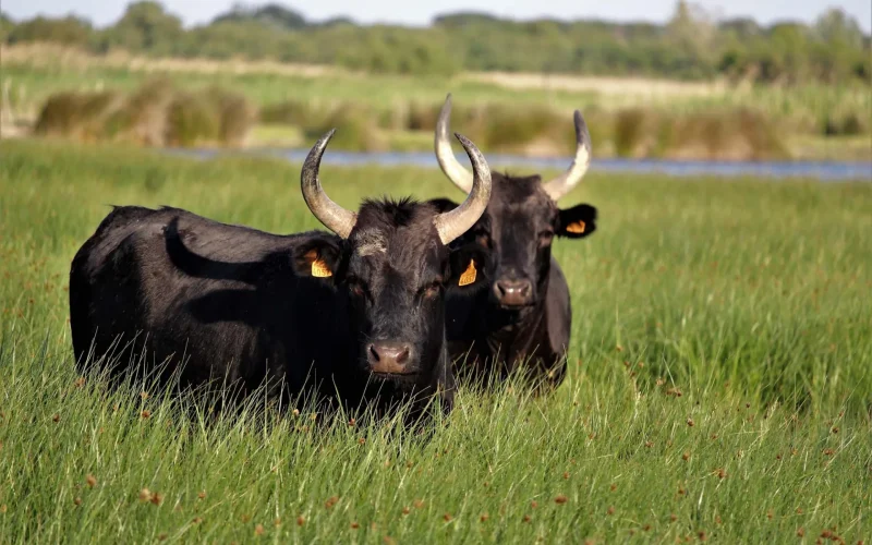 Deux taureaux en camargue