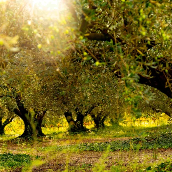 Champ d'oliviers, emblème de la Terre d'Argence