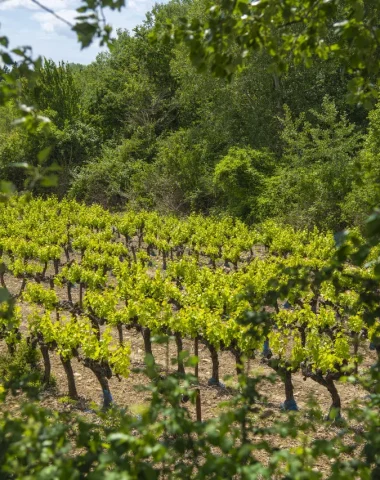 vignes AOP