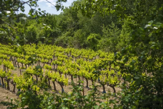 vignes AOP
