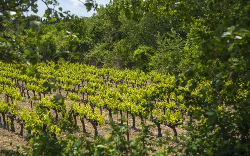 vignes AOP