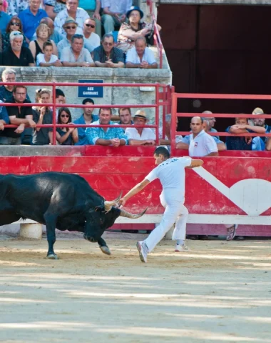 Les courses camarguaises