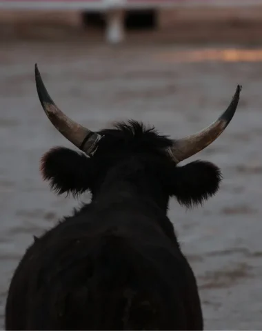 taureau de camargue