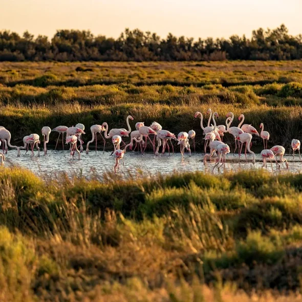 Les flamants roses de la Provence et de la Camargue
