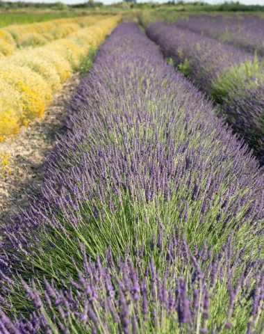 Un Mas en Provence