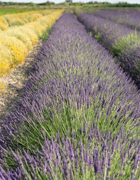 Champs de lavande coloré dans le Gard en Terre d'Argence