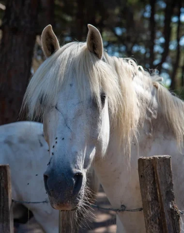 Les chevaux de Camargue