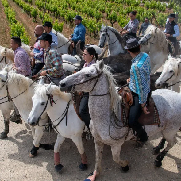 Abrivado avec les chevaux qui encerclent les taureaux