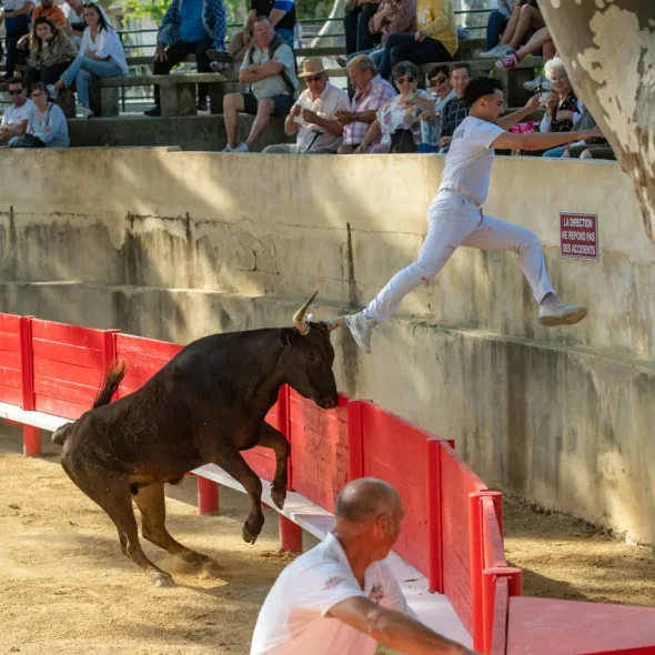Course camarguaise avec un raseteur qui échappe aux cornes du taureau