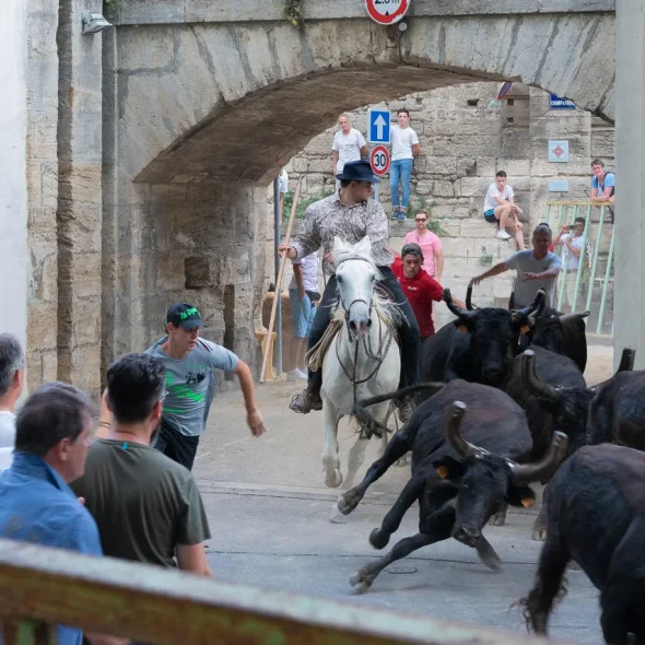 Lâcher de taureaux dans les rues de Beaucaire