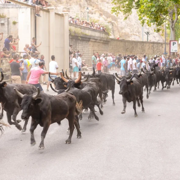 Abrivado de Beaucaire avec les taureaux qui passent dans les rues