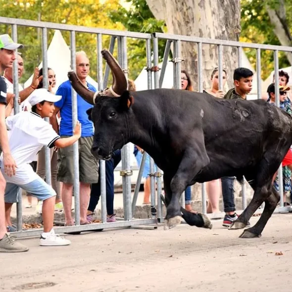 Abrivado avec lâché de taureaux dans les rues