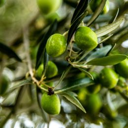 La Picholine, l’olive star !