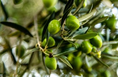 La Picholine, l’olive star !