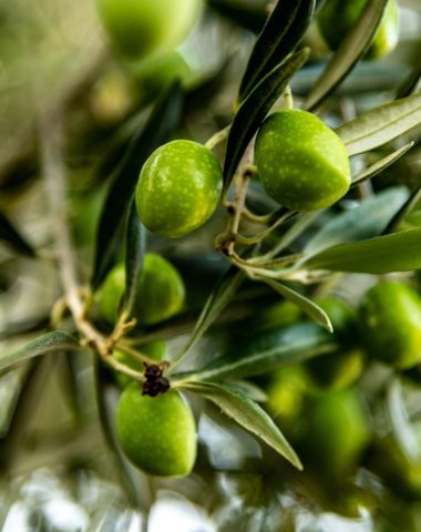 La Picholine, l’olive star !