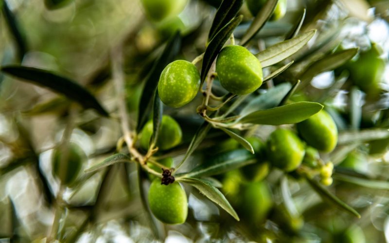 La Picholine, l’olive star !