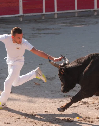 Le calendrier des courses camarguaises