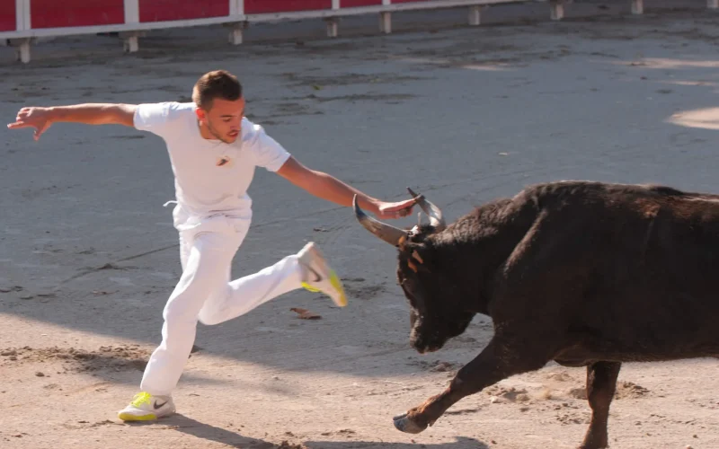Le calendrier des courses camarguaises